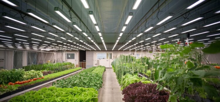 Global Grow Lights Market to Reach USD 21.4 Billion by 2034: Indoor Farming Revolution Global Grow Lights Market to Reach USD 21.4 Billion by 2034: Indoor Farming Revolution